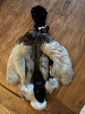 Bindematerial Angelsport Balg Wildente männl. (Stockente Erpel)