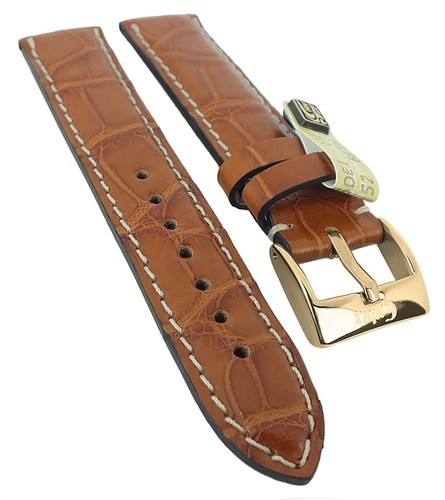 Alligator highline - alligator,