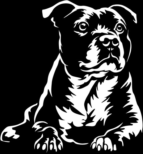Staffordshire bullterrier - staffordshire,