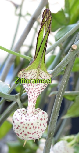 Ceropegia albisepta pflanze - ceropegia,