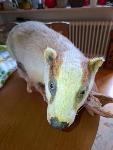 Dachs tierpräparat trophäe - tierpräparat,