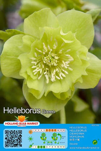 Helleborus - @, (◕‿◕)\@