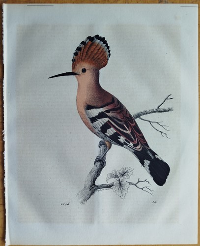 Wiedehopf buch der - buch,