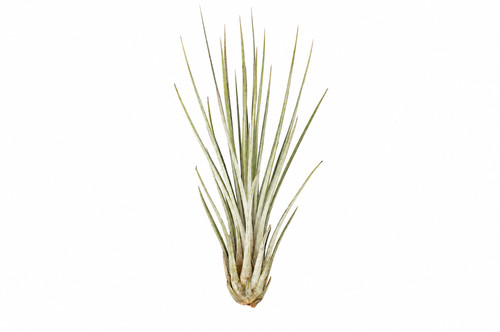 Tillandsia juncea 14 cm - tillandsia,