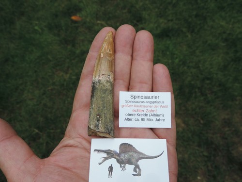 Großer zahn vom spinosaurus - großer,