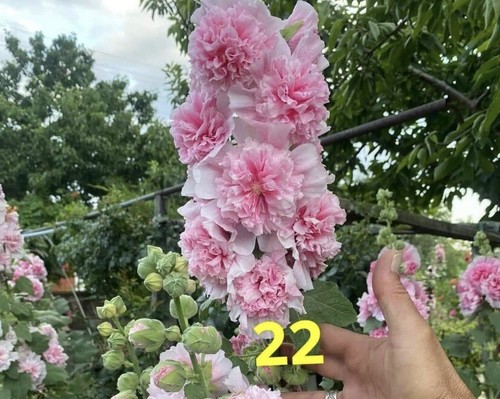 Stockrosen alcea rosea samen - stockrosen,
