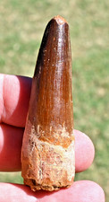 Spinosaurus tooth 2.77 inches