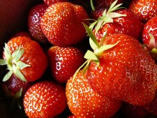 Erdbeerpflanzen Honeoye 10