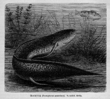 Molch fisch lurch - molch,