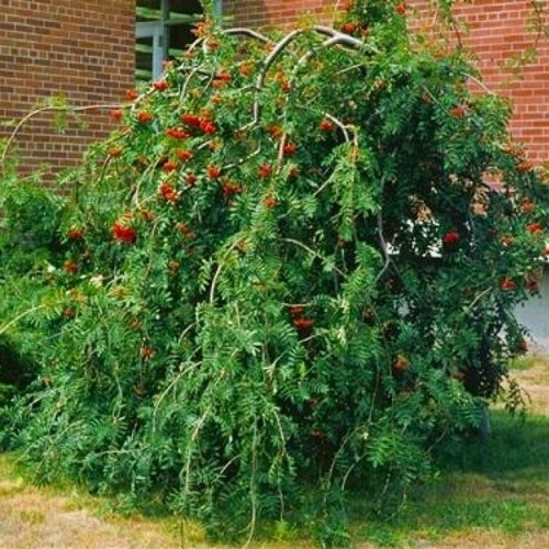 Hänge eberesche pendula - hänge-eberesche,