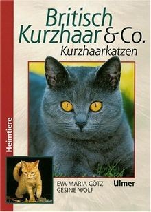 Britisch kurzhaar co - britisch,