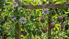 Exotische passionsblume - exotische,