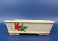 Japanischer TOKONAME Bonsai