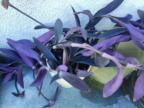 Tradescantia purpurea purpel - tradescantia,
