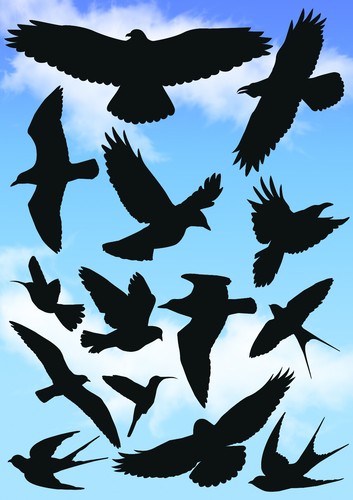 Vögel vogel schutz aufkleber - vogel,