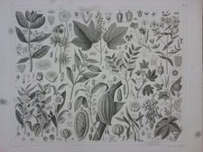 Orig. Stahlstich: Pflanzen -