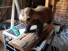 Dachs auf Holzbrett Präparat