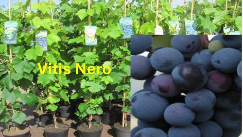 Vitis vinifera nero blau - vinifera,
