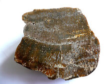 Anschliff Verkieseltes Holz aus der Kiesgrube Großgrabe, Lausitz