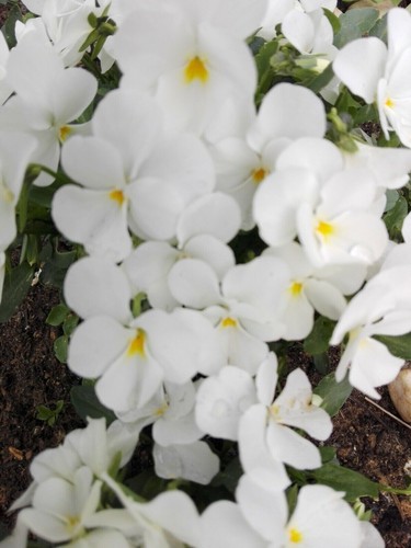 Hornveilchen viola cornuta - *,