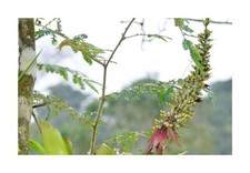 10x Aechmea angustifolia Bromelie Garten Pflanzen - Samen ID528