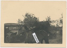 Foto Wehrmacht Soldat Pferd