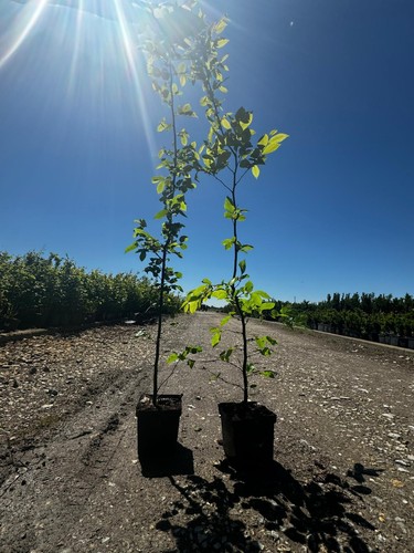 Hainbuche 80cm im 2l - 50-80cm,