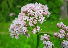 200 Samen Echter Arznei Baldrian Valeriana officinalis Anthos Heilpflanze 