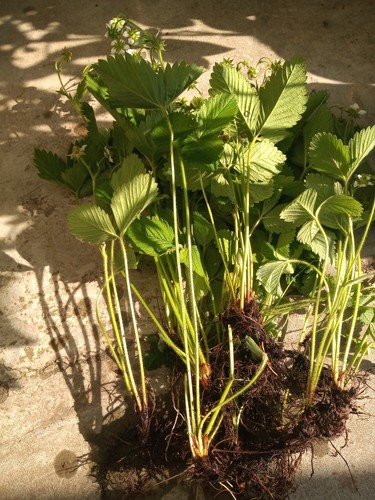 Walderdbeeren fragaria vesca - fragaria,
