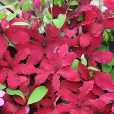 Clematis Kardynał Wyszyński