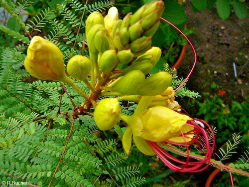 Gute blumen samen - gute,