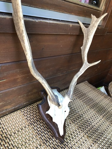 Echtes hirsch geweih als - echtes,