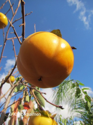 Diospyros lotus - diospyros,