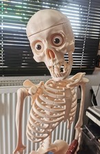 Lern Skelett Skelettmodell