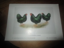 Kunstbeilage "Zwerg-Wyandotten" Deutschen Kleintier-Züchters, Hühner