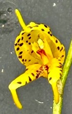 Masdevallia species polysticta - masdevallia,