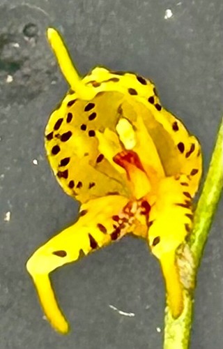 Masdevallia species polysticta - masdevallia,