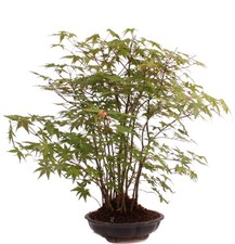 Bonsai - Acer palmatum - Japanischer Fächerahorn - Wald mit 19 Bäumen 204/96