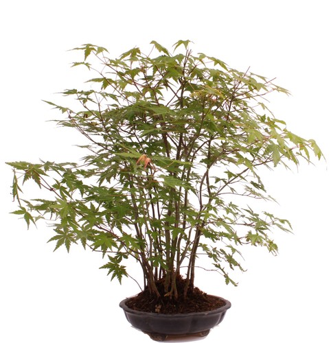 Bonsai acer palmatum - -,