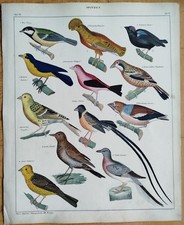 Vögel Kanarienvogel Felshahn - Oken Großer Originaldruck Koloriert  Folio - 1843