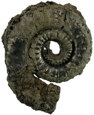 Lias  Crucilobiceras