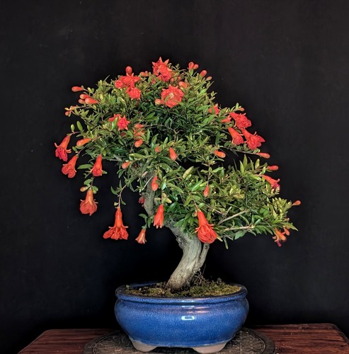 Bonsai granatapfel punica - bonsai,