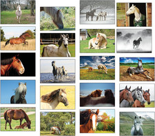 Postkarten pferde 20 - -,