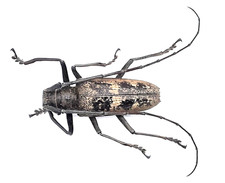 Cerambycidae, Batocera