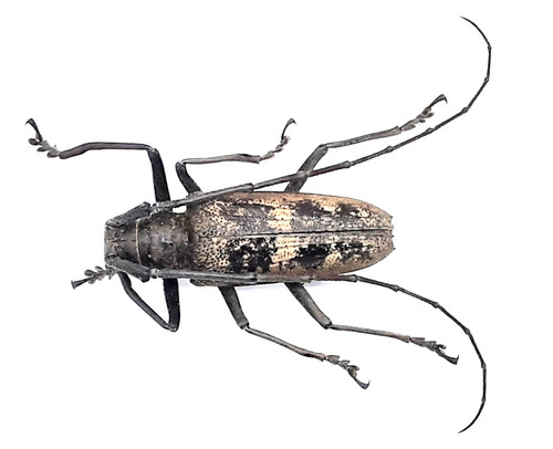 Cerambycidae batocera - cerambycidae,,