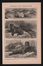 Lithograph 1895: Seals and