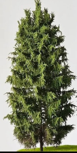 Modellbaum h0 - 🍀🍀,