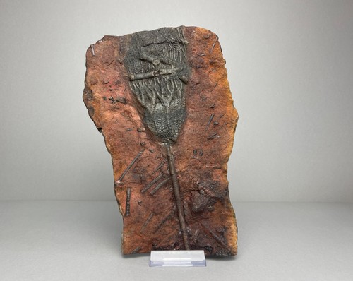 Devon crinoid fossil - devon,