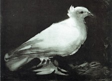 Taube - Picasso A1-A4 Poster