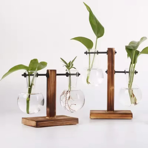 Hydrokultur pflanze terrarium - hydrokultur,